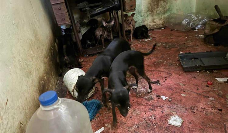 RAÚL LOZANO ENCABEZA RESGUARDO DE 16 PERROS EN SAN NICOLÁS