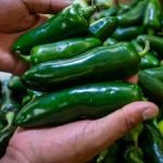 COFEPRIS DESCARTA SALMONELA EN CHILES JALAPEÑOS TRAS ALERTA POR BROTE EN ESTADOS UNIDOS