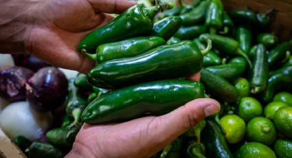 COFEPRIS DESCARTA SALMONELA EN CHILES JALAPEÑOS TRAS ALERTA POR BROTE EN ESTADOS UNIDOS