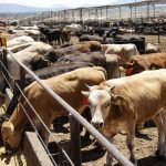 NUEVO LEÓN ELIMINA CONSTANCIA OBLIGATORIA PARA MOVILIZAR GANADO DENTRO DEL ESTADO
