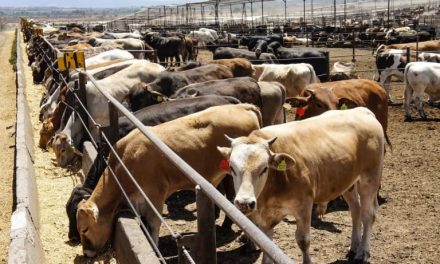 NUEVO LEÓN ELIMINA CONSTANCIA OBLIGATORIA PARA MOVILIZAR GANADO DENTRO DEL ESTADO