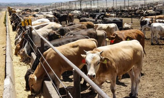 NUEVO LEÓN ELIMINA CONSTANCIA OBLIGATORIA PARA MOVILIZAR GANADO DENTRO DEL ESTADO