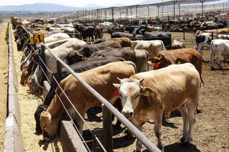 NUEVO LEÓN ELIMINA CONSTANCIA OBLIGATORIA PARA MOVILIZAR GANADO DENTRO DEL ESTADO