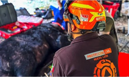 NL ACUMULA MÁS DE 600 AVISTAMIENTOS DE OSOS, PROTECCIÓN CIVIL LLAMA A NO ALIMENTARLOS