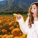 ¡VIVE EL OTOÑO ENTRE FLORES! CONOCE EL CAMPO DE CEMPASÚCHIL EN NUEVO LEÓN