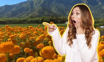 ¡VIVE EL OTOÑO ENTRE FLORES! CONOCE EL CAMPO DE CEMPASÚCHIL EN NUEVO LEÓN
