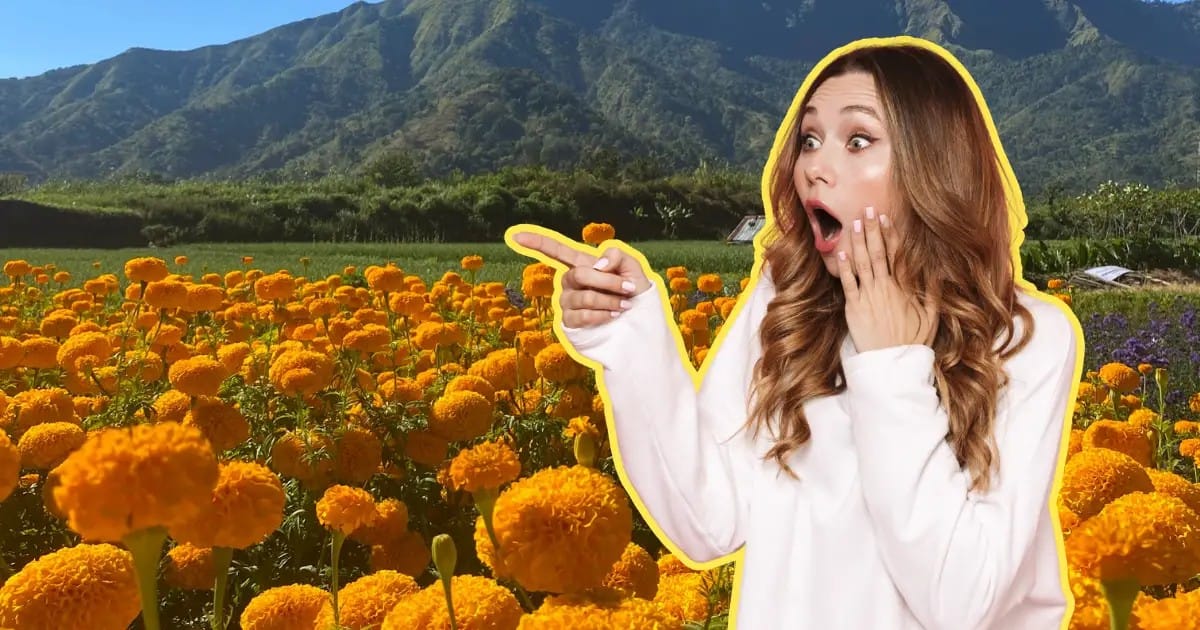 ¡VIVE EL OTOÑO ENTRE FLORES! CONOCE EL CAMPO DE CEMPASÚCHIL EN NUEVO LEÓN