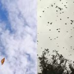 NUEVO LEÓN RECIBE A LAS MARIPOSAS MONARCA, LLAMAN A CUIDARLAS