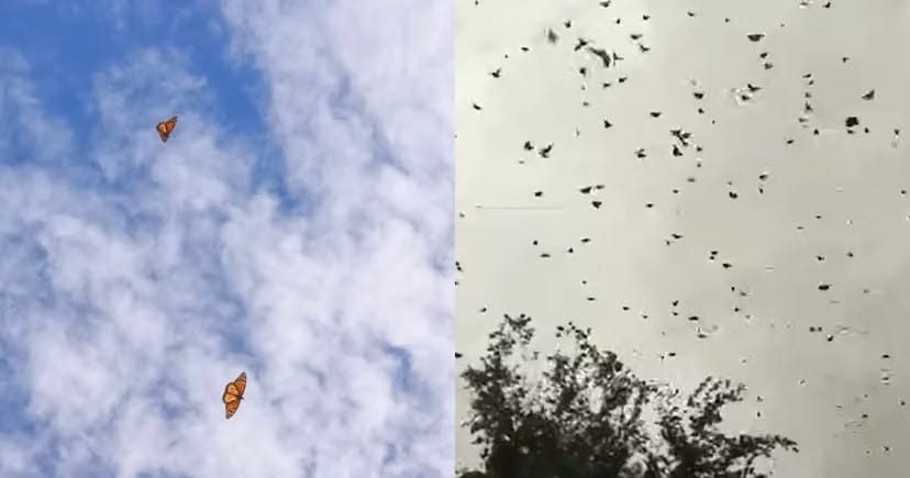 NUEVO LEÓN RECIBE A LAS MARIPOSAS MONARCA, LLAMAN A CUIDARLAS