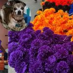 MASCOTAS TAMBIÉN SON RECORDADAS CON ALTARES EN EL DÍA DE MUERTOS.