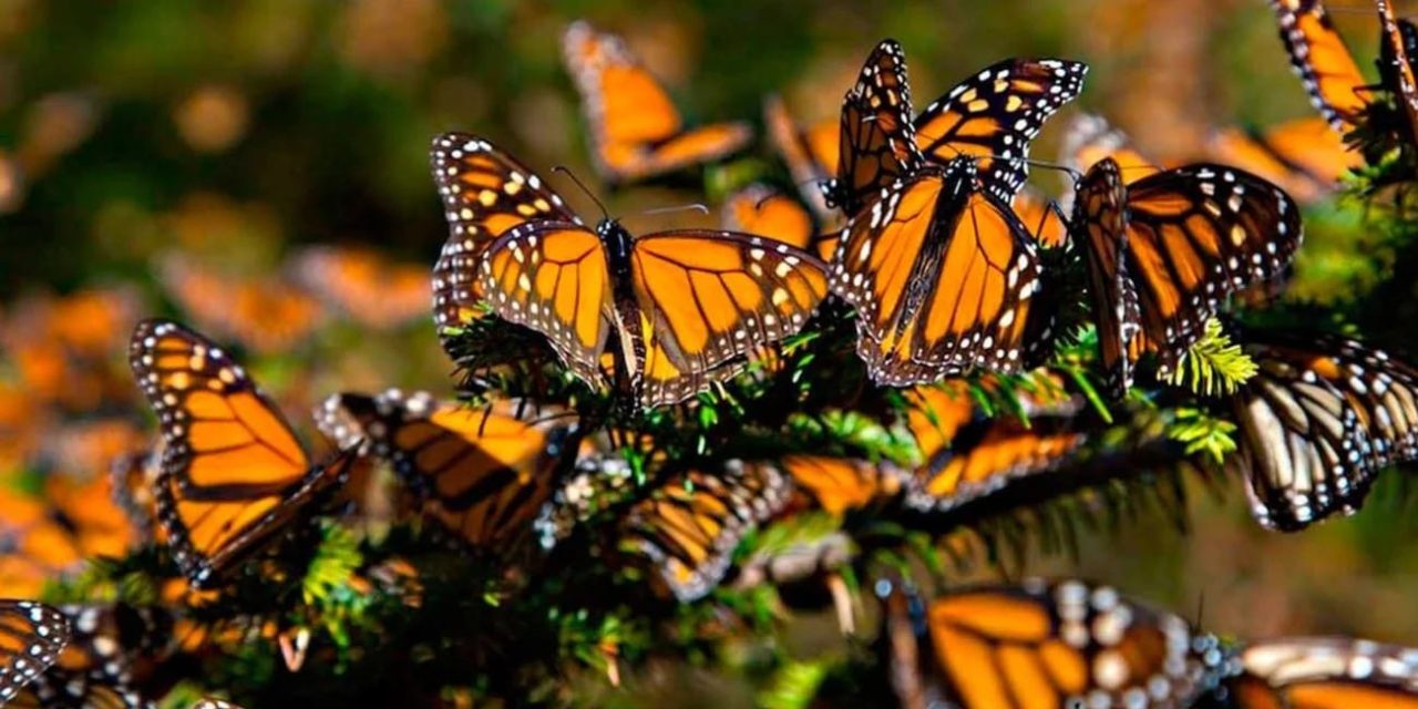 MARIPOSA MONARCA MIGRA A COZUMEL POR SEGUNDO AÑO CONSECUTIVO
