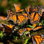 MARIPOSA MONARCA MIGRA A COZUMEL POR SEGUNDO AÑO CONSECUTIVO